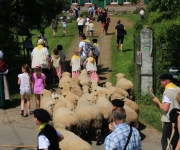 Ferme du manoir - Transhumance 2018