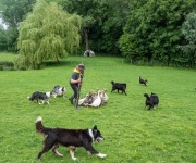 2019-06-transhumance01