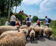 2019-06-transhumance18