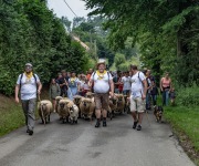 2019-06-transhumance19