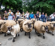 2019-06-transhumance26