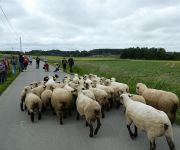 2022-05-transhumance16