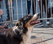 2019-05-25-Lancement-Belle-Bergere06