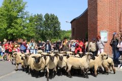 2023-05-transhumance-026