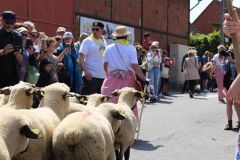 2023-05-transhumance-030