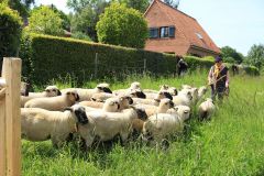 2023-05-transhumance-043