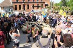 2023-05-transhumance-050