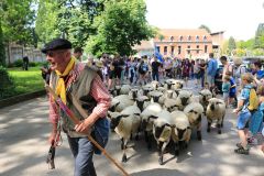 2023-05-transhumance-052