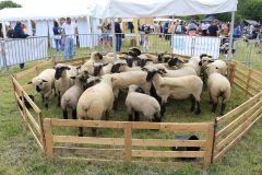 2023-05-transhumance-070