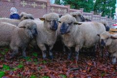 2024-01-transhumance-012