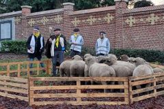 2024-01-transhumance-014