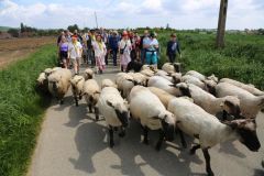 2024-05-transhumance-4033