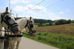2024-05-transhumance-4037