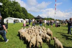 2024-05-transhumance-4042