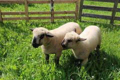 2024-05-transhumance-4046
