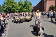 2026-05-transhumance-022