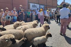2026-05-transhumance-024