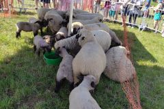2026-05-transhumance-040
