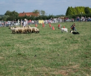 Fête de l'attelage 2018 - 06