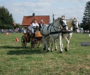 Fête de l'attelage 2018 - 07