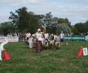 Fête de l'attelage 2018 - 08