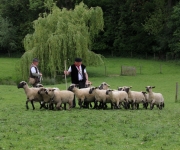 2015Transhumance02
