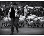 2015Transhumance05
