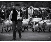 2015Transhumance05