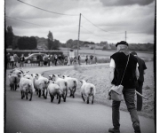 2015Transhumance06