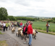 2015Transhumance25