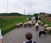 2016Transhumance27