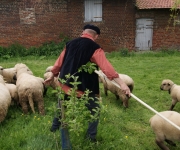 2016Transhumance34