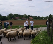 2016Transhumance45
