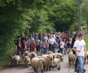 2016Transhumance46