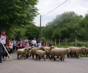 2016Transhumance47