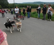 2016Transhumance57