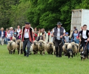 2016Transhumance63