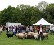 2016Transhumance64