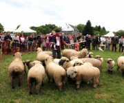 2016Transhumance65