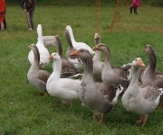 2016Transhumance75
