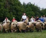 2016Transhumance77