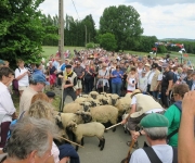 2017Transhumance42