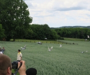 2017Transhumance43