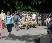 2017Transhumance48