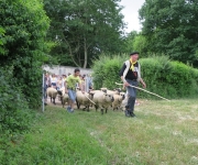 2017Transhumance52
