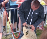 2017Transhumance59