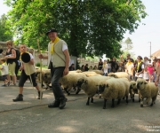 Transhumance 2018