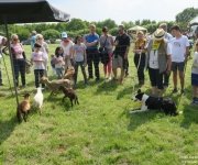 Plaine du Mont des Cats - Transhumance 2018