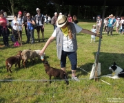Plaine du Mont des Cats - Transhumance 2018