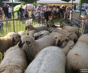 Plaine du Mont des Cats - Transhumance 2018